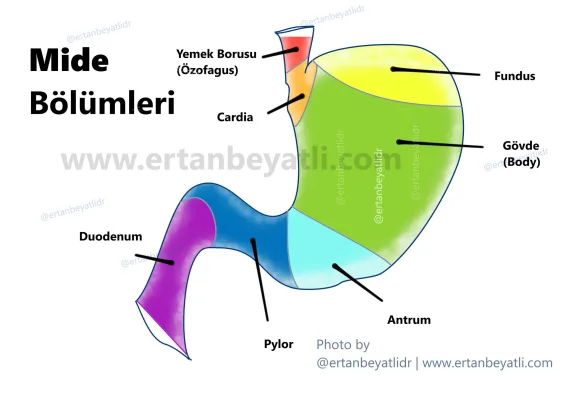 Midenin anatomisi